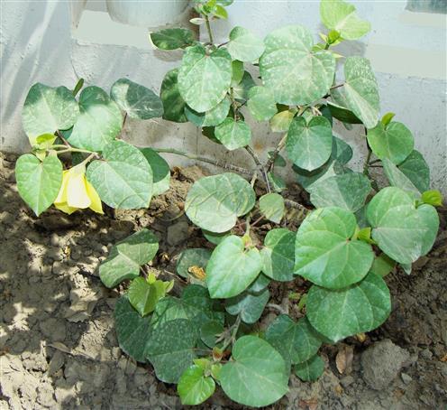  Plant